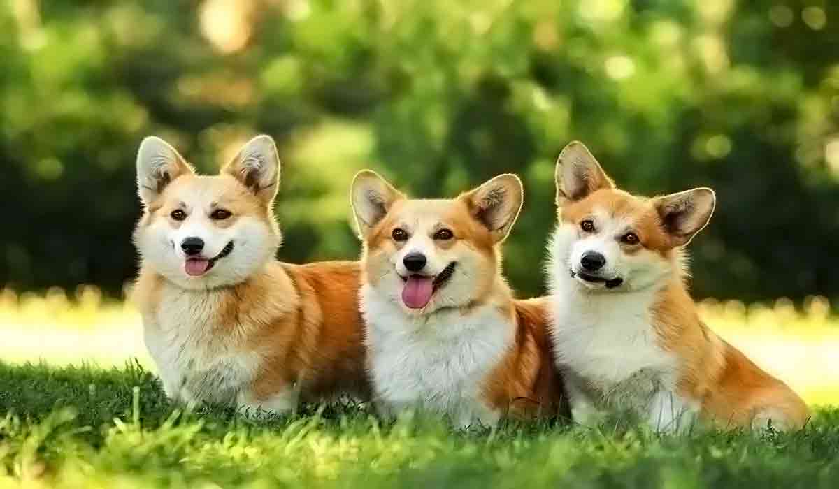 手机版ddos攻击器