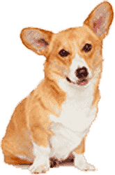 自动攻击网站工具下载